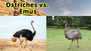 Ostriches vs Emus How to Distinguish Them [upl. by Haskins756]