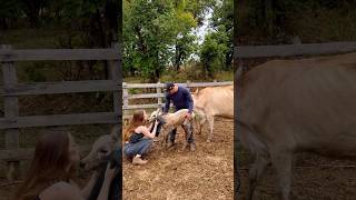 limpando o bezerrinho Nelore banco que caiu no Ribeirão vlog pecuaria rural roça sitio [upl. by Calhoun]