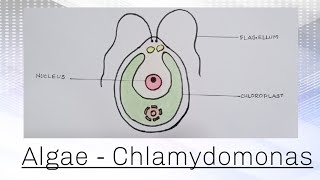 How to draw Chlamydomonas  algae easily  Class 8 science [upl. by Melton]