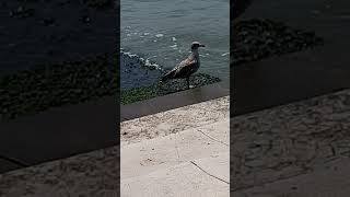 seagull venedig venise venetia [upl. by Sokim]