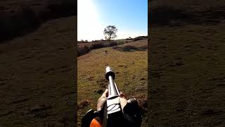 magnifique tir sanglier  2 impact puissant  corsica wildboar aimpoint hunting [upl. by Cameron]