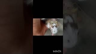 mukki kabutor babykabutor khamar shorts videomy worldpets vlogworld of light [upl. by Alolomo1]