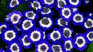 Como Cultivar Cineraria  Flores TvAgro por Juan Gonzalo Angel [upl. by Rivera998]