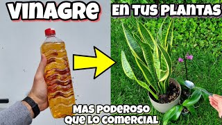 Aplica y RIEGA tus PLANTAS con VINAGRE y mira que PASA INMEDIATAMENTE Usos del VINAGRE en HUERTO [upl. by Kelton]