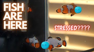 Clown fish are in quarantine  What you need to know [upl. by Stahl]