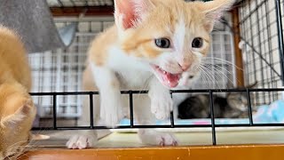 ごはんと大騒ぎするも出遅れて焦る子猫 生後44日【ミドくん日記34】A kitten mewling loudly for food [upl. by Anitsenre]