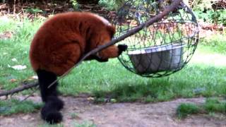 ZOO PARC DE BEAUVAL 5 Lémurien Vari Lemur [upl. by Ahsilak]