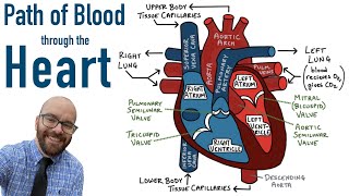 Path of Blood Flow through the Heart  Step by step through every chamber valve and major vessel [upl. by Erej]