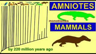 CLADOGRAM16 SYNAPSIDS THROUGH MAMMALS [upl. by Merle]