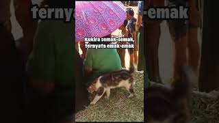 Meaw meaw meaw meaw meaw 😹 fypシ゚viral memes viralvideo shortsvideo kucing [upl. by Ydolem]