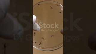 Aedes mosquito on petridish [upl. by Nyrrat]