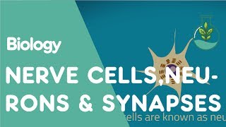 What are Nerve Cells Neurons amp Synapses  Physiology  Biology  FuseSchool [upl. by Alebasi]