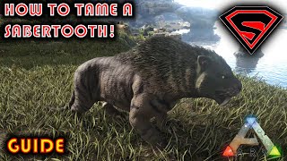 ARK HOW TO TAME A SABERTOOTH 2020  EVERYTHING YOU NEED TO KNOW ABOUT TAMING A SABERTOOTH [upl. by Emmerich]