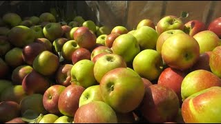 Ellijay Apple Season Looks to Be Strong [upl. by Lorenz736]