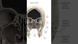 Nasal Meatus anatomy humanbody humananatomy shortsfeed [upl. by Inek]