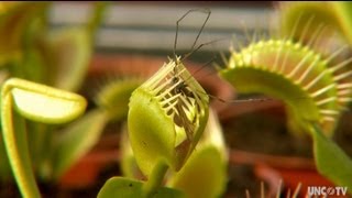 Venus Flytrap on UNCTV [upl. by Ecnatsnok465]