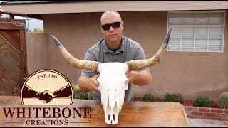 HOW TO CLEAN A COW SKULL [upl. by Gnilhsa]