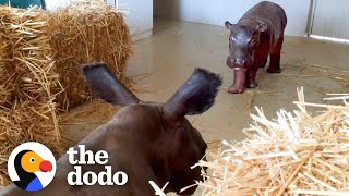 Baby Hippo Raised By Rhinos Meets A Hippo ❤️  The Dodo Go Wild [upl. by Adlihtam]