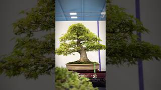 Japanese Maple  Heathrow Bonsai Show bonsai bonsaitree bonsaishow bonsaiart tree maplebonsai [upl. by Lory]