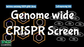 GenomeWide Screens Using CRISPR  CRISPR Cas 9 Genome Wide Screening  CRISPR screening [upl. by Hannon]