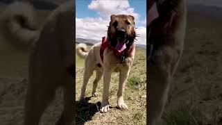 Monster Kangal Dog  Anatolian Shepherd shorts [upl. by Anoynek]