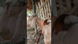 US Dappled Boer Goat  November 13 2024 [upl. by Nibroc]