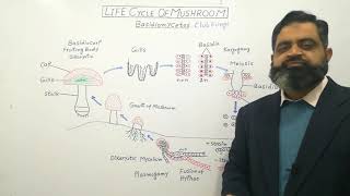 Basidiomycota Urdu Hindi medium profmasoodfuzail Life Cycle of Mushroom  Club Fungi [upl. by Geddes]