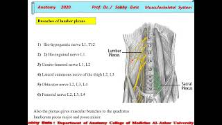 lumbar plexus [upl. by Gavrah]