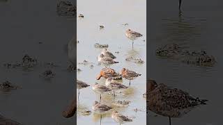 blacktailed godwits mostly sleeping on Pennington marsh in Hampshireshortsbirdsnature wildlife [upl. by Schiro]