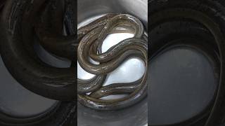 3 eel fish catching by village river eel eelfishing fishing fish shortsfeed shortvideo shorts [upl. by Jaquiss]