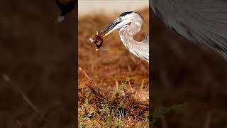 Great blue heron preying on gopher naturalwildlife wildanimals shorts herons [upl. by Mita]