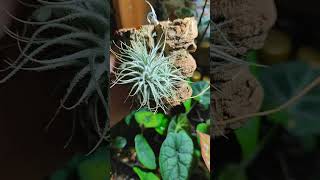 Тилландсия Tectorum Snow ❄️ tillandsia plants garden flowers urbanjungle urbanplants [upl. by Rimidalb244]