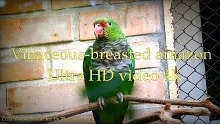 Vinaceous breasted amazon  ZOO in Opole  Ultra HD video 4K [upl. by Nylodnarb]