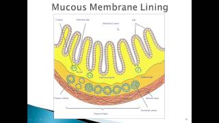 Gluten Sensitivity Celiac Disease and Multiple Sclerosis New [upl. by Raymonds313]