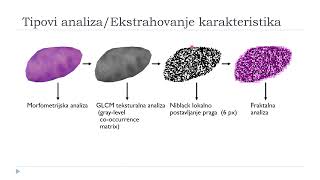 Doktorat  Vedrana Makević  Biohemijske karakteristike  imunohistohemijska ispitivanja [upl. by Gwyn]