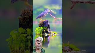 Bacaan Alquran merdu explore nature birds [upl. by Notsla545]