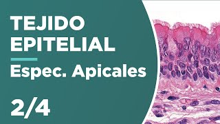 TEJIDO EPITELIAL 24 Especializaciones Apicales 🔬 [upl. by Dorfman]