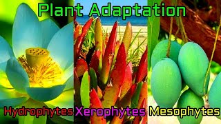 Plant Adaptation Types  Hydrophytic mesophytic  Xerophytic adaptation and their features [upl. by Yelrehs231]