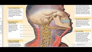 Cervical plexus 1 [upl. by Notloc]