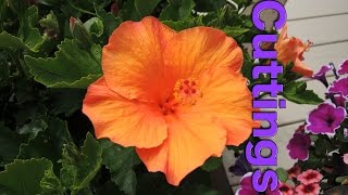 Taking late cuttings of Tropical Hibiscus [upl. by Annairda]