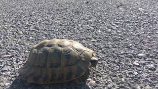 Hermanns tortoise Testudo hermanni   Greek tortoise [upl. by Ishii549]