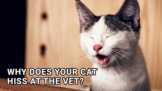 Why Does Your Cat Hiss at the Vet Unveiling the Mystery [upl. by Olenka]