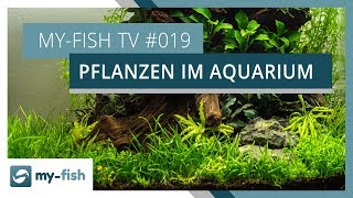 Echte Pflanzen im Aquarium  myfish TV [upl. by Odrick]