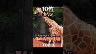 体の大きい生物TOP10 [upl. by Marchall]