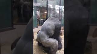 Gorillerin çiftleşme görüntüleri 😂 [upl. by Aivad863]