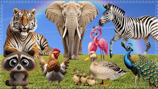 Discover Lovely Animal Sounds Squirrel Order Gruiformes Lion Turtle Otter  Animal Sounds [upl. by Kitty]