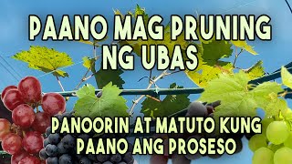 PAANO MAG PRUNING NG UBAS at pabungahin ang tanim na ubas [upl. by Ewall938]