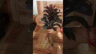 Propagation of Cordyline Plant from Cuttings 40 Days Growth update propagation cordyline [upl. by Leirza330]