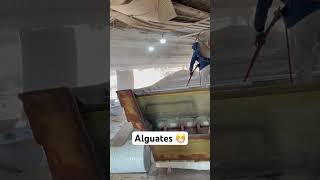 Miles de Alguates lancha lanchas reformeñasvega comezon sinaloa pesca pescador tbt [upl. by Calypso]