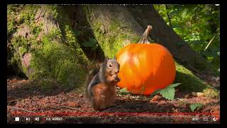 Сquirrel pumpkin in the forest [upl. by Paresh]